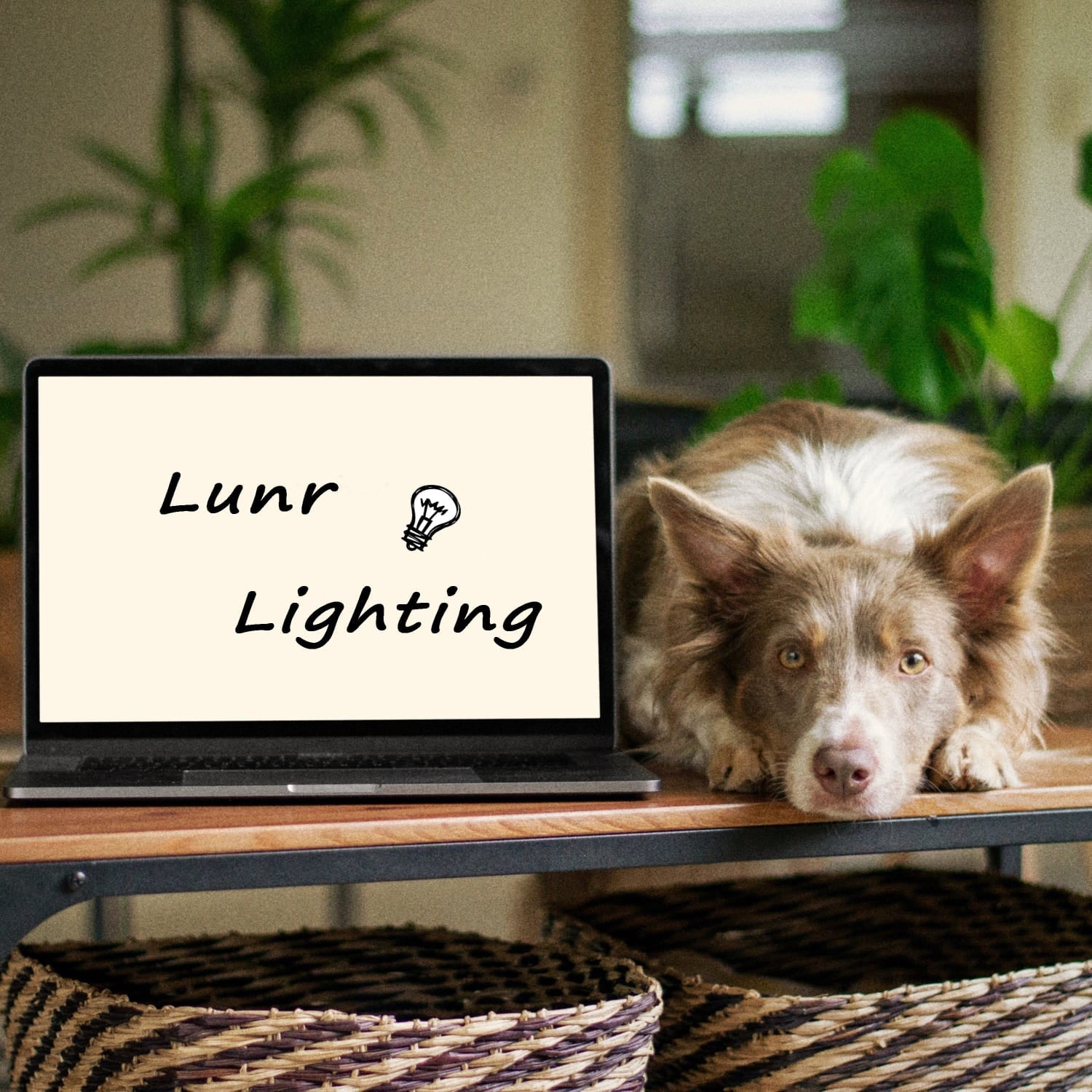 Will LED Lights Harm Dogs’ Eyes?