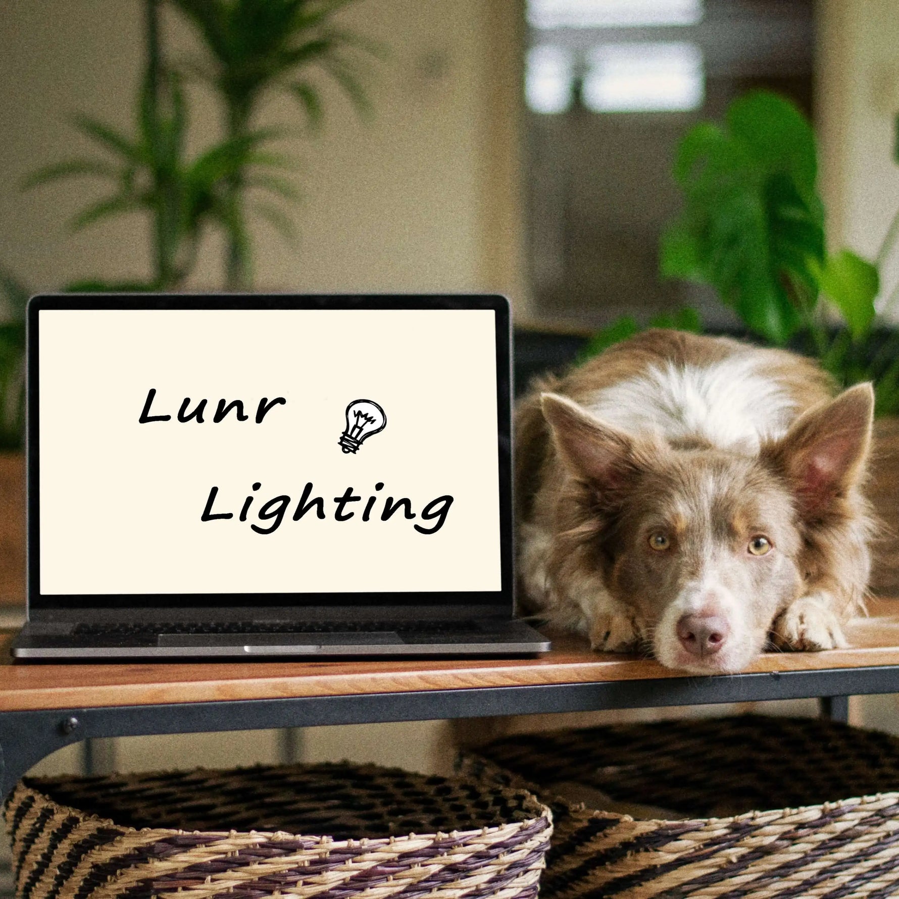 Will LED Lights Harm Dogs’ Eyes?